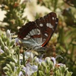 Blauwe IJsvogelvlinder - Limenitis reducta