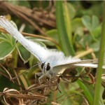 Bleek Blauwtje - Polyommatus coridon