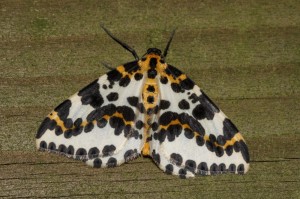 Bonte bessenvlinder of Harlekijn