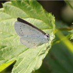 Boomblauwtje - Celastrina argiolus