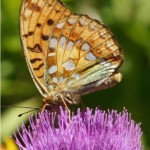 Bosrandparelmoervlinder -Argynnis adippe