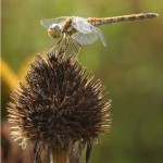 bruinrode heidelibel