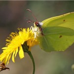 Citroenvlinder - Gonepteryx rhamn