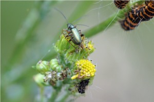 Schijnboktor - Chrysanthia geniculata