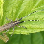 Distelbok -Agapanthia villosoviridescens