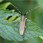 Distelbok -Agapanthia villosoviridescens