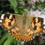 Distelvlinder - Vanessa cardui