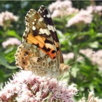 Distelvlinder - Vanessa cardui