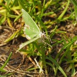 Gevlekte Zomervlinder - Comibaena bajularia