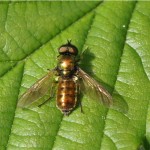 Prachtwapenvlieg - Chloromyia formosa