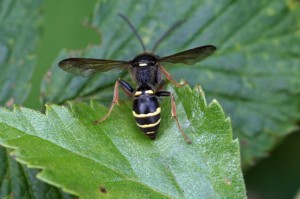 Graafwesp -Argorytes mystaceus