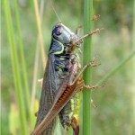 Greppelsprinkhaan - Roeseliana roeselii