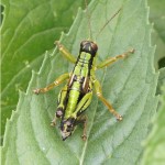 Groene Bergsprinkhaan