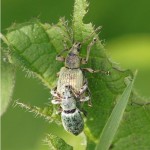 Groene Bladsnuitkever Phyllobius pomaceus