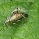 Groene Bladsnuitkever Phyllobius pomaceus