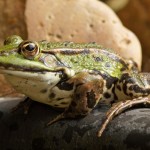 Groene kikker