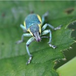 Groene Distelsnuitkever -Chlorophanus viridis