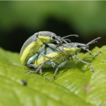 Groene Distelsnuitkever -Chlorophanus viridis