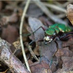 Groene Zandloopkever Cicindela campestris