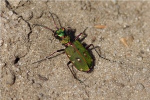 Groene Zandloopkever Cicindela campestris