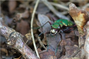 Groene Zandloopkever Cicindela campestris