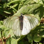 Groot Geaderd Witje - Aporia crataegi