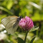 Groot Geaderd Witje - Aporia crataegi