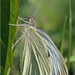 Groot Koolwitje - Pieris brassicae