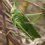 Grote Groene Sabelsprinkhaan Tettigonia viridissima