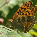 Keizersmantel -Argynnis paphia