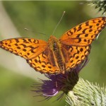 Grote Parelmoervlinder - Argynnis aglaja