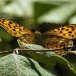 Keizersmantel -Argynnis paphia