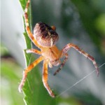 Kruisspin - Araneus diadematus