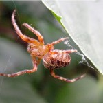 Kruisspin - Araneus diadematus