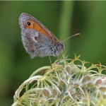 Hooibeestje -Coenonympha pamphilus