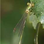 Houtpantserjuffer -Chalcolestes viridis