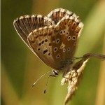 Icarusblauwtje ♀ Polyommatus icarus