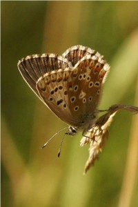 Icarusblauwtje ♀ Polyommatus icarus