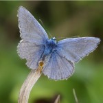 Icarusblauwtje ♂ Polyommatus icarus