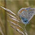 Icarusblauwtje ♂ Polyommatus icarus