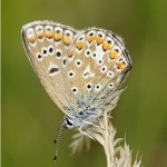 Icarusblauwtje ♀ Polyommatus icarus