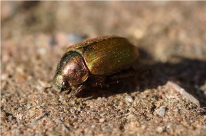 Junikever Amphimallon solstitiale