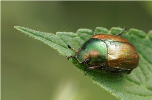 Kleine Julikever - Anomala dubia