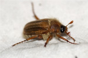 Junikever Amphimallon solstitiale