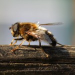 Kegelbijvlieg -Eristalis pertinax