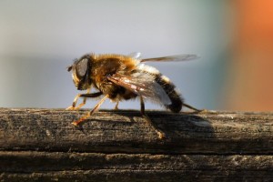 Kegelbijvlieg -Eristalis pertinax