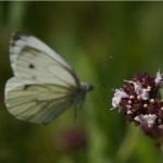 Klein Geaderd Witje - Pieris napi