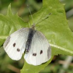 Klein Koolwitje of knollenwitje - Pieris rapae