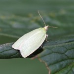 Bladroller - Groene Eikenbladroller - Tortrix viridana