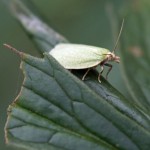 Bladroller - Groene Eikenbladroller - Tortrix viridana